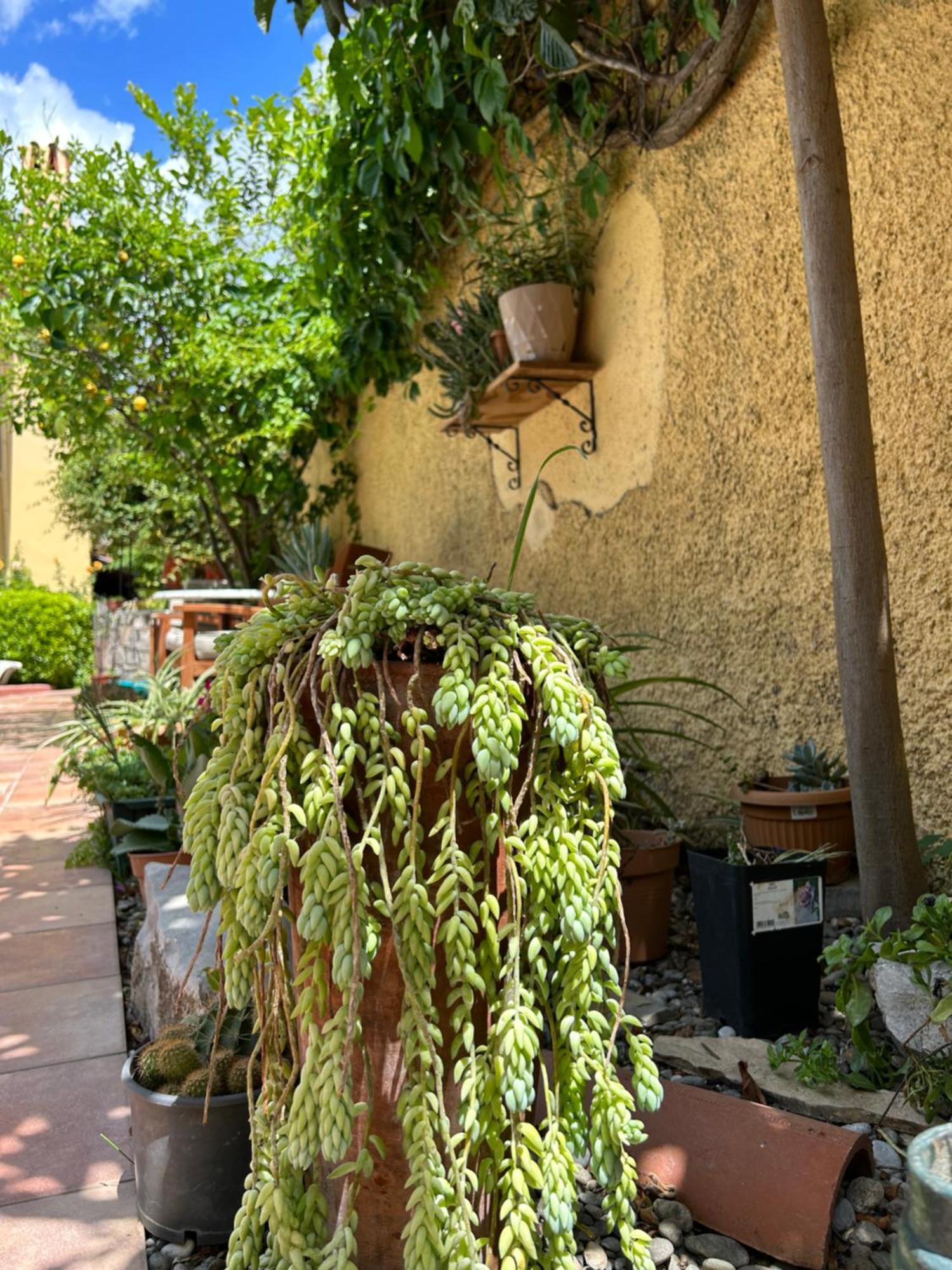 Villa Danlin Hotel ギョジェク エクステリア 写真